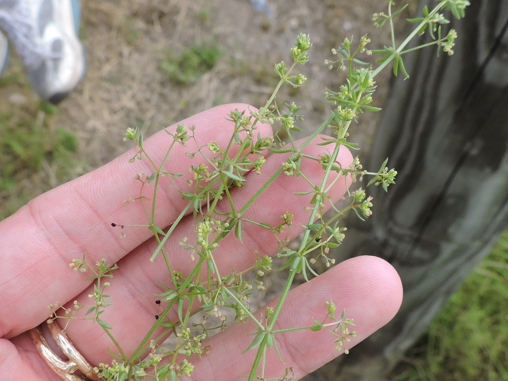 Galium divaricatum (Lamarck's bedstraw), non-native California herb