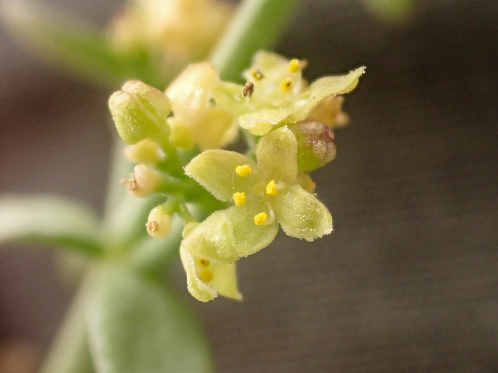 Galium glabrescens subsp. glabrescens, native California subshrub