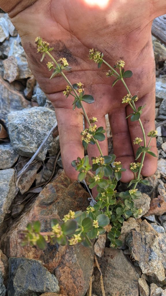 Galium glabrescens — parent species of Galium glabrescens subsp. modocense
