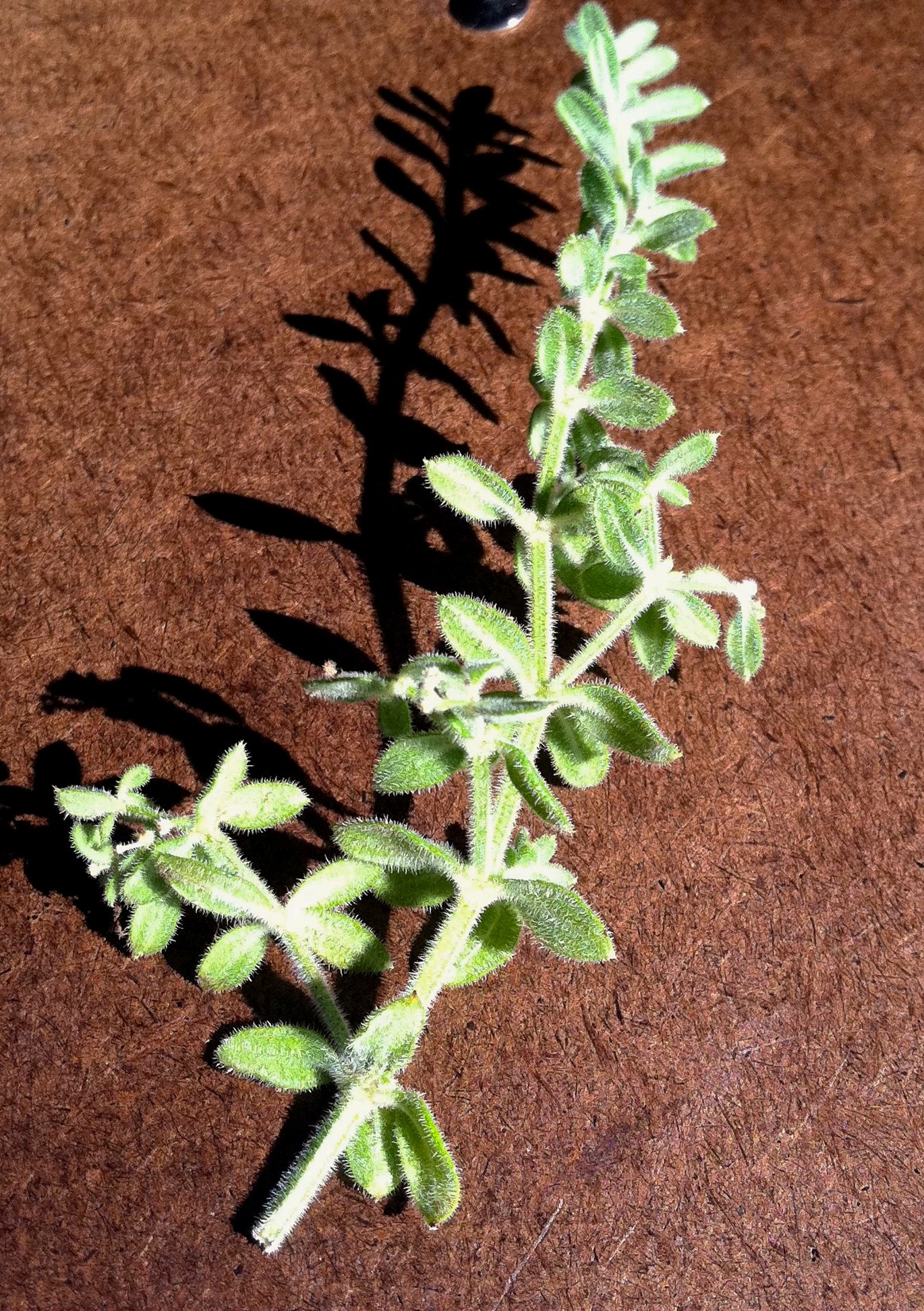 Galium grande (San gabriel bedstraw), native California subshrub