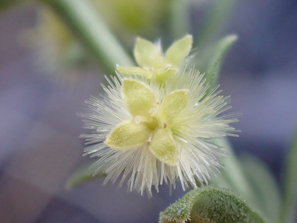 Galium grayanum var. nanum (Gray's bedstraw), native California subshrub