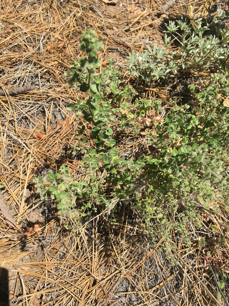 Galium hallii (Nodding bedstraw), native California subshrub