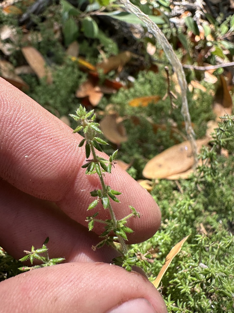 Galium hardhamiae (Hardham's bedstraw), native California subshrub