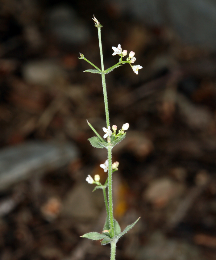 Galium hilendiae (Hilend's bedstraw), native California subshrub