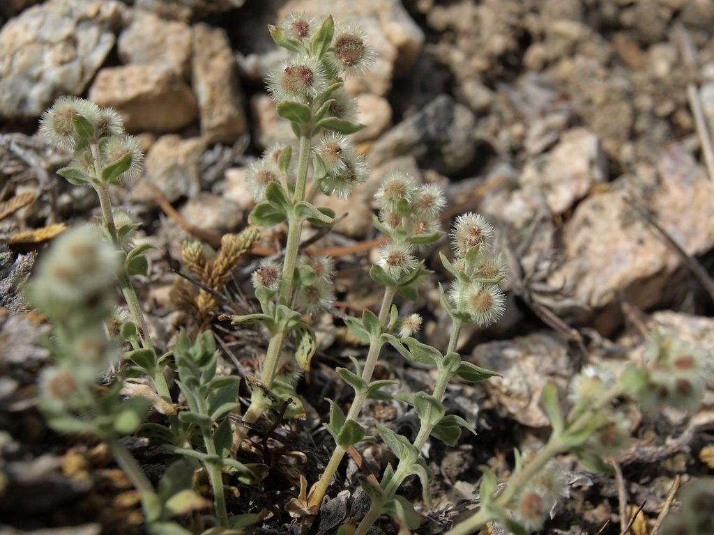Galium hypotrichium subsp. hypotrichium, native California subshrub
