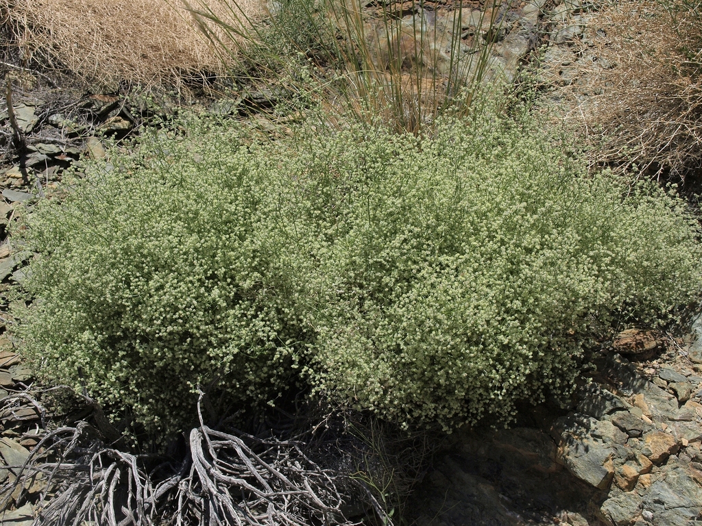 Galium matthewsii (Matthews' bedstraw), native California subshrub