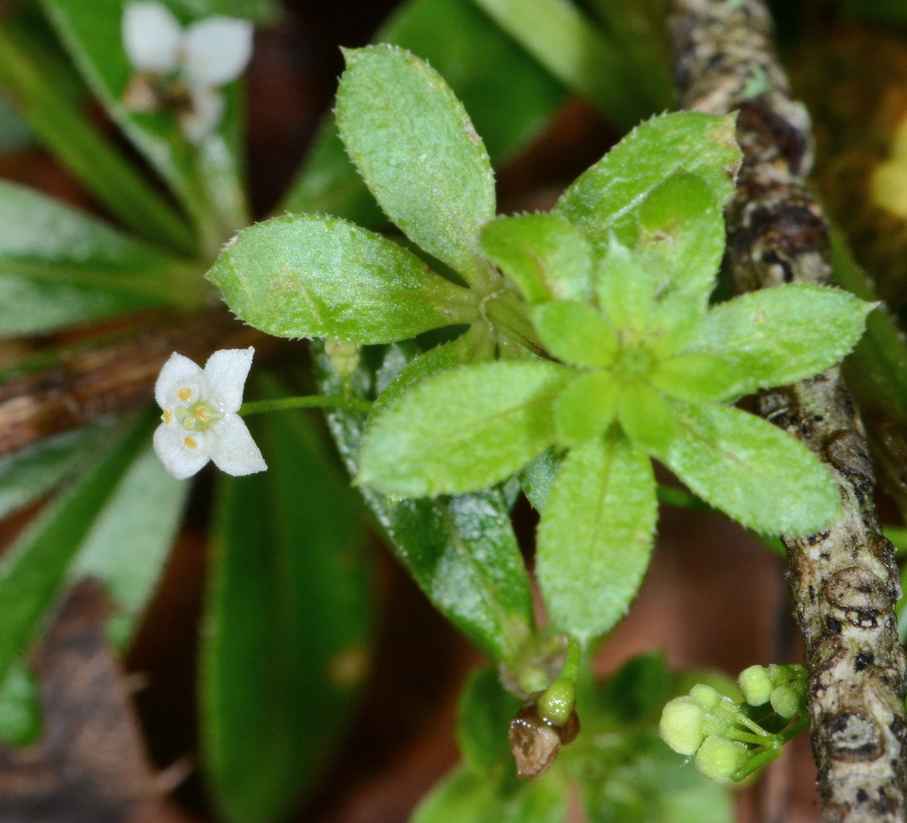 Galium mexicanum subsp. asperulum, native California vine