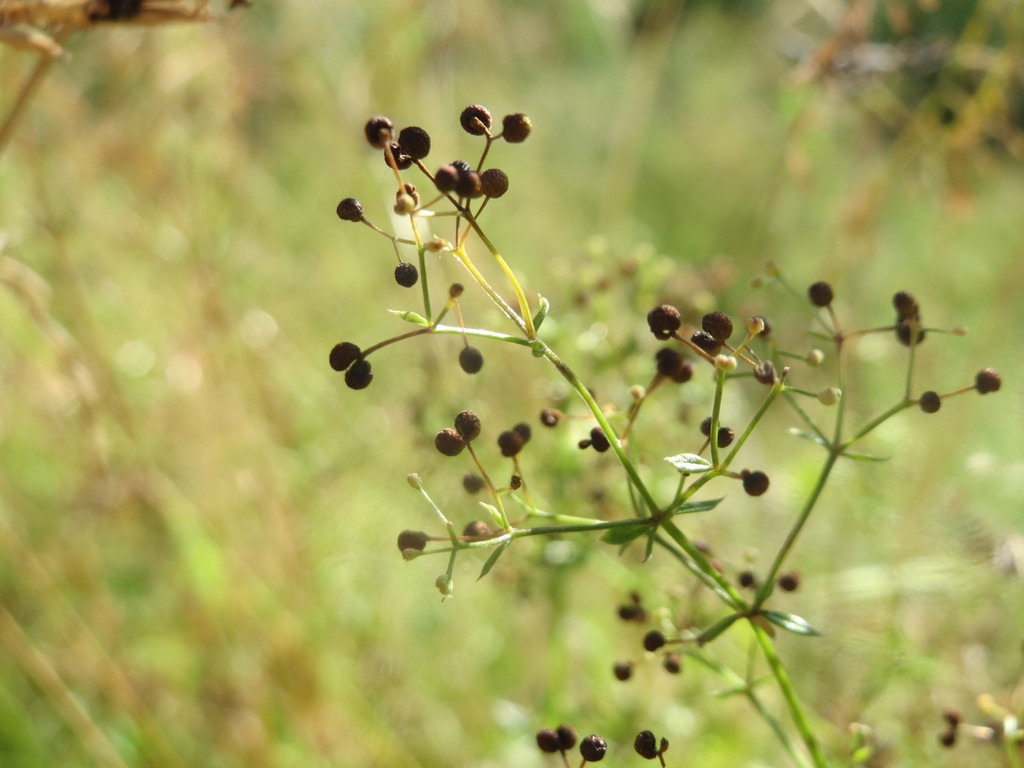 Galium mollugo (Hedge bedstraw), non-native California herb