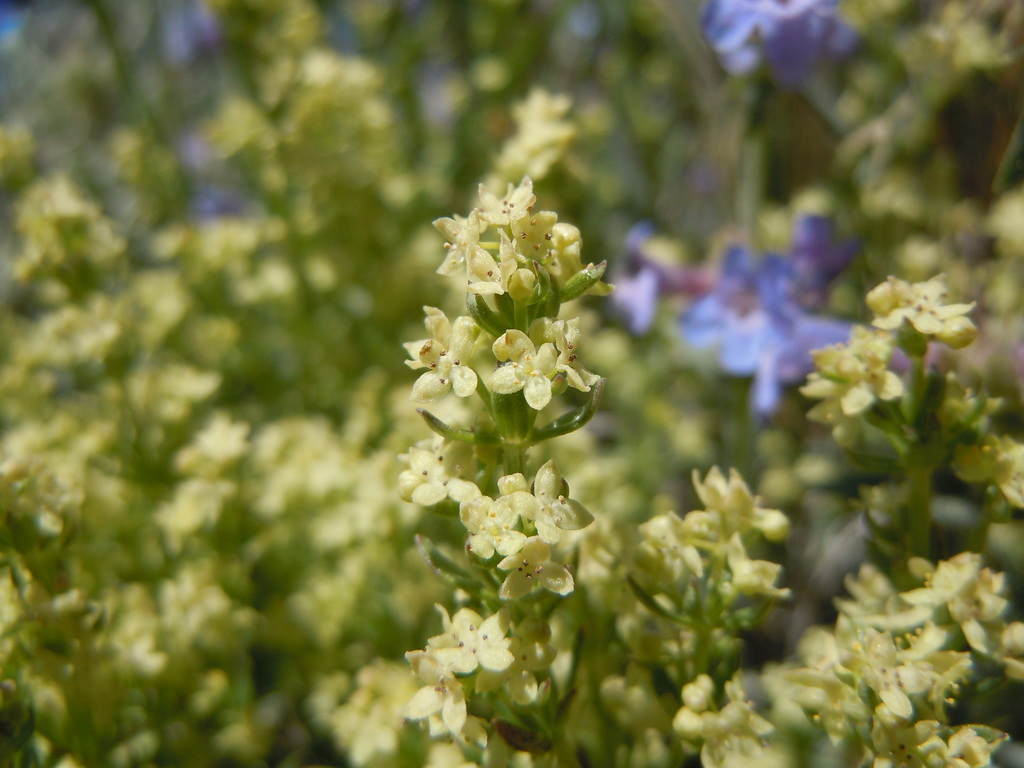 Galium multiflorum (Kellogg's bedstraw), native California subshrub