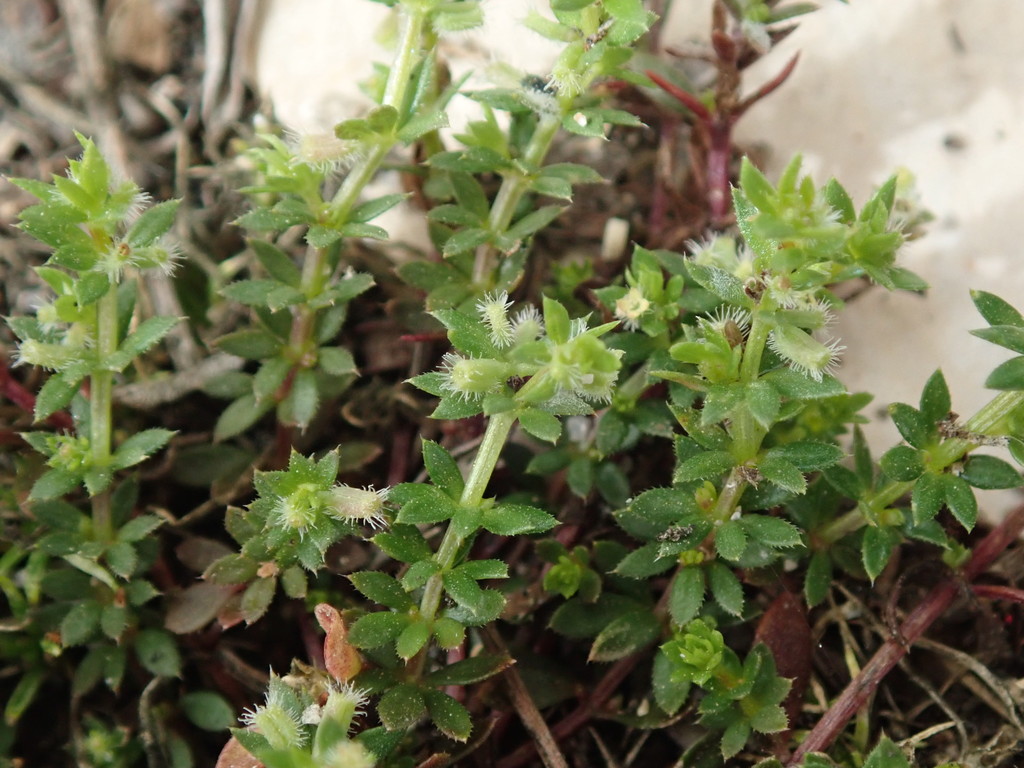 Galium murale (Tiny bedstraw), non-native California herb