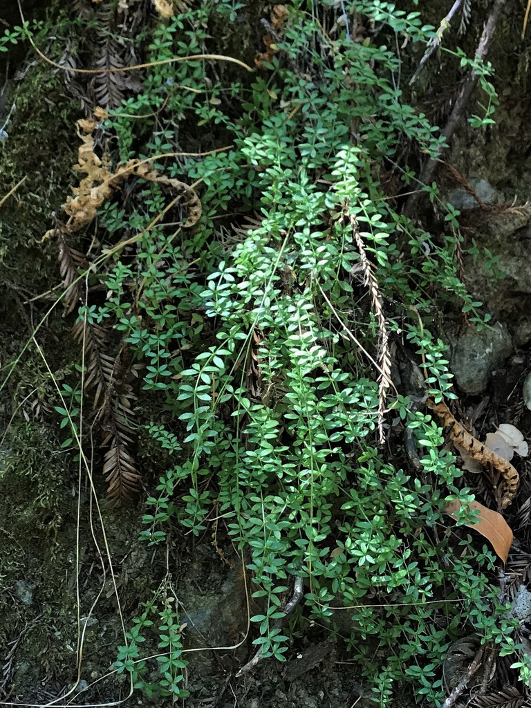 Galium muricatum (Humboldt bedstraw), native California subshrub