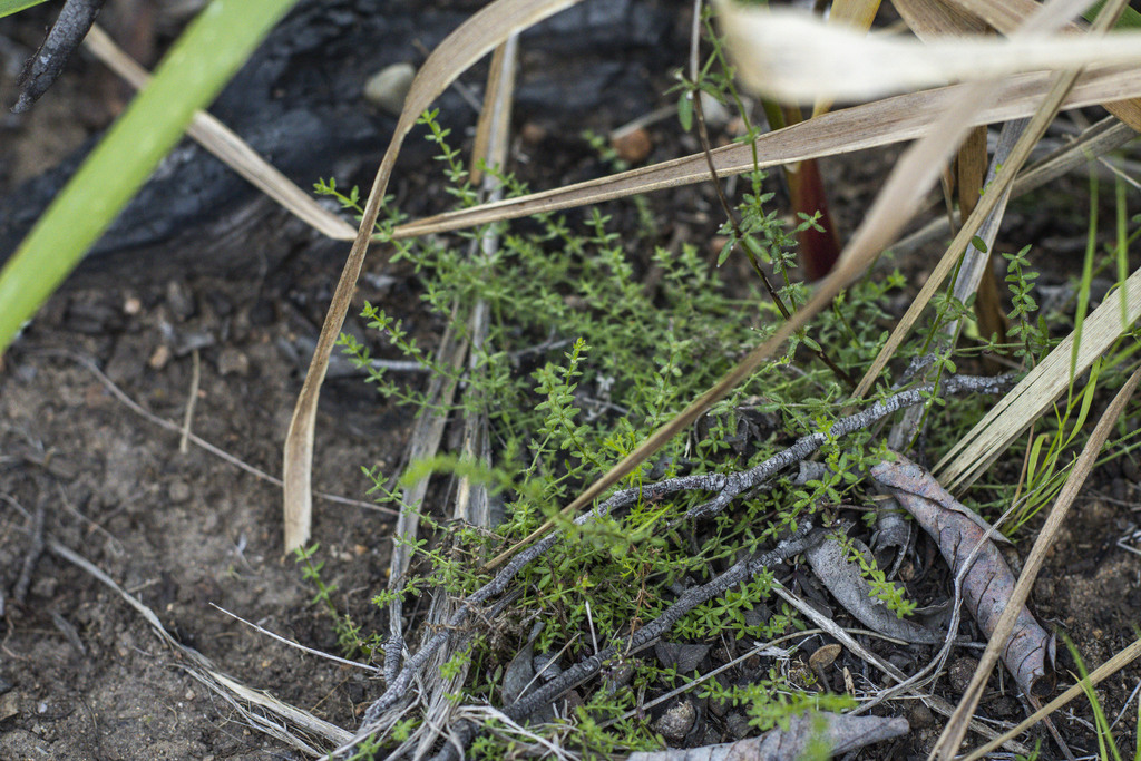 Galium nuttallii subsp. insulare (Nuttall's island bedstraw), native California shrub