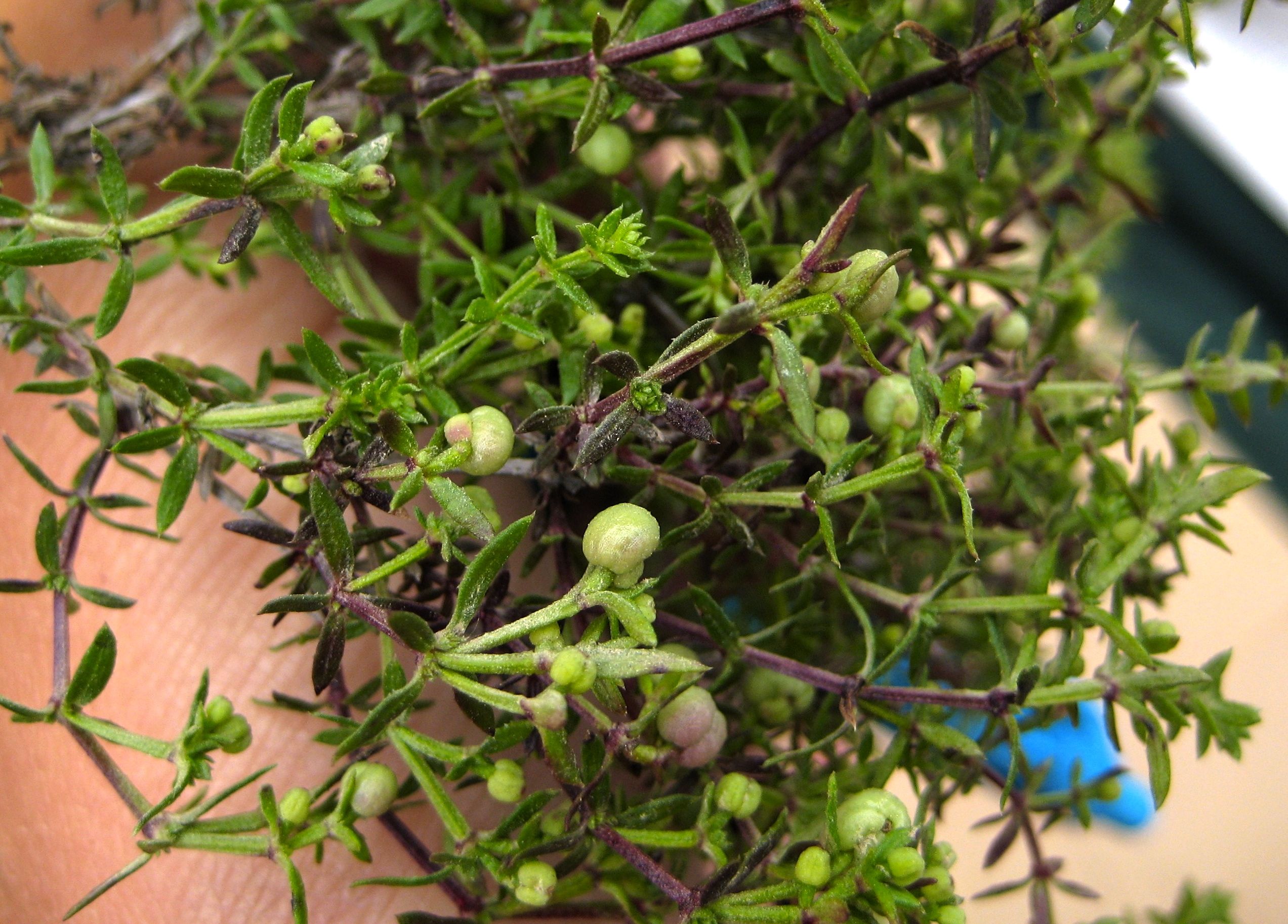 Galium nuttallii (San diego bedstraw), native California shrub