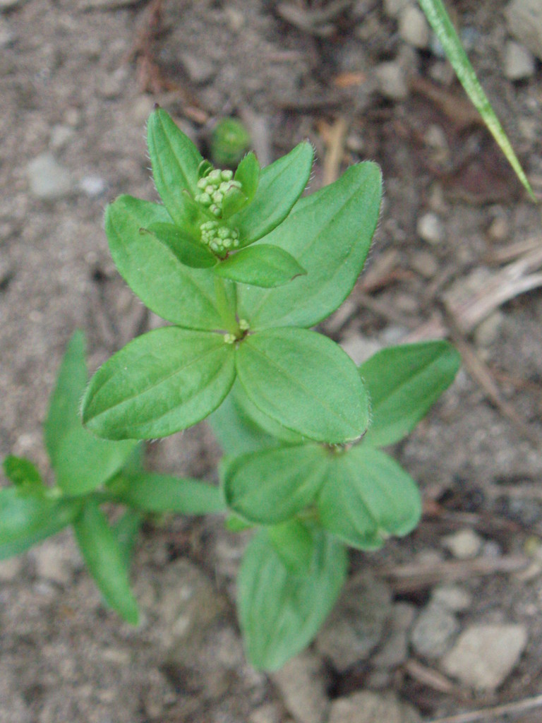 Galium oreganum (Oregon bedstraw), native California herb