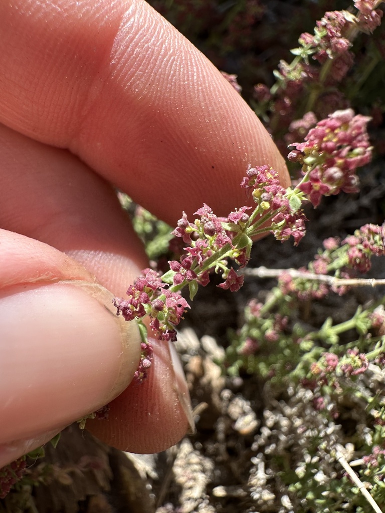 Galium parishii (Parish's bedstraw), native California subshrub