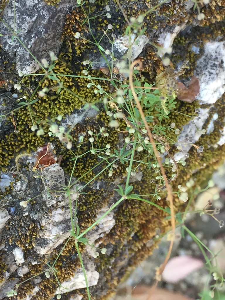 Galium parisiense (Wall bedstraw), non-native California herb