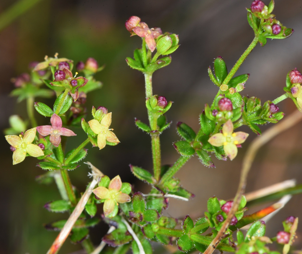 Galium porrigens (Climbing bedstraw), native California shrub