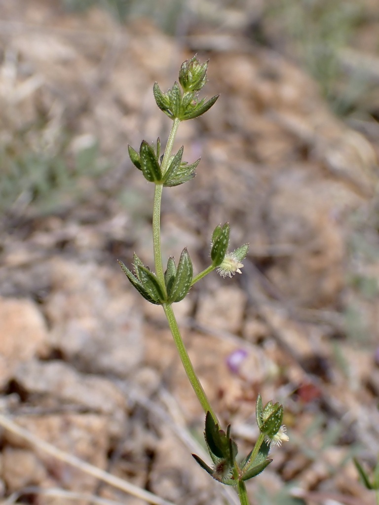 Galium proliferum (Desert bedstraw), native California herb