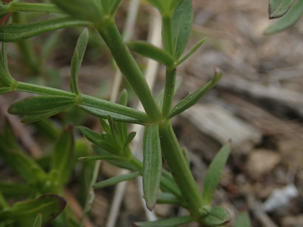 Galium serpenticum subsp. warnerense (Warner mountains bedstraw), native California subshrub