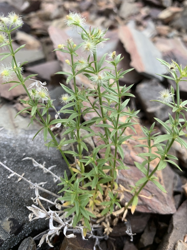 Galium serpenticum (Intermountain bedstraw), native California subshrub
