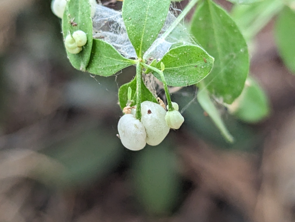 Galium sparsiflorum subsp. sparsiflorum, native California subshrub