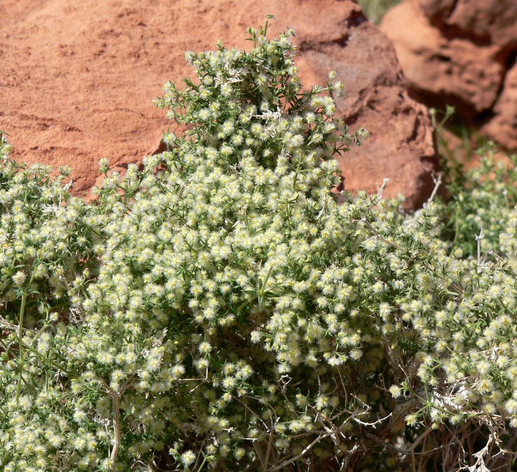 Galium stellatum (Starry bedstraw), native California subshrub