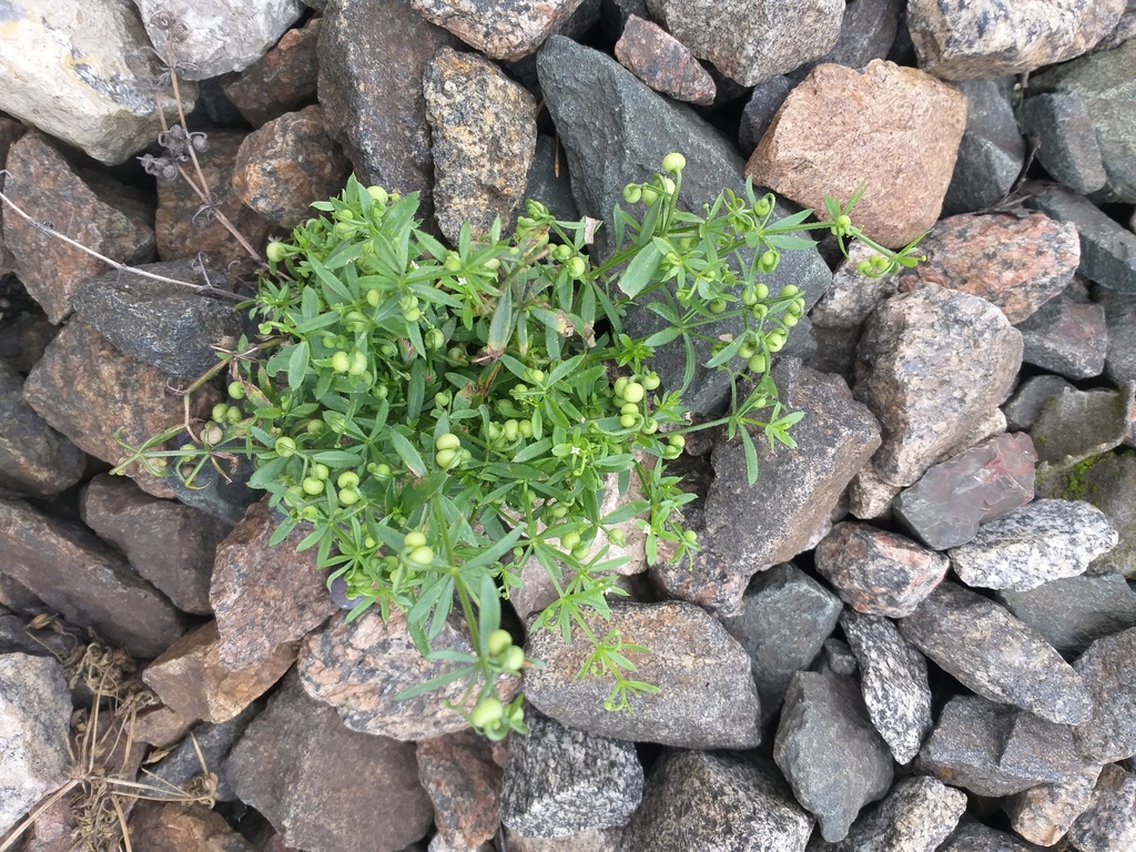 Galium tricornutum (Rough corn bedstraw), native California herb
