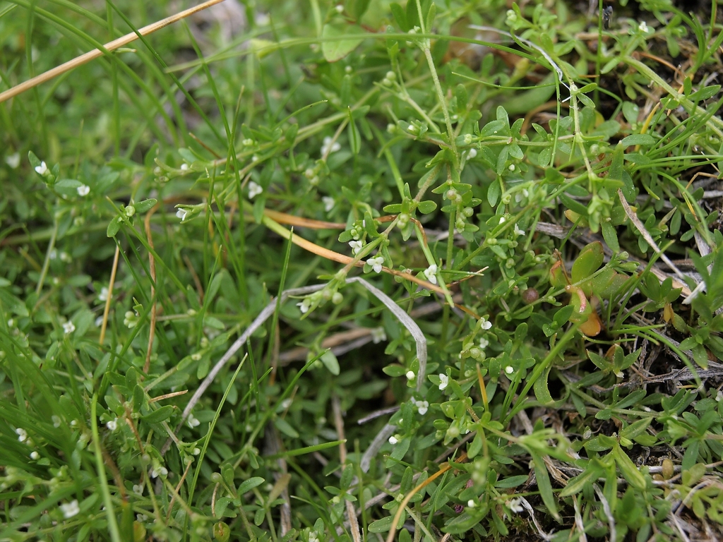 Galium trifidum subsp. subbiflorum, native California vine