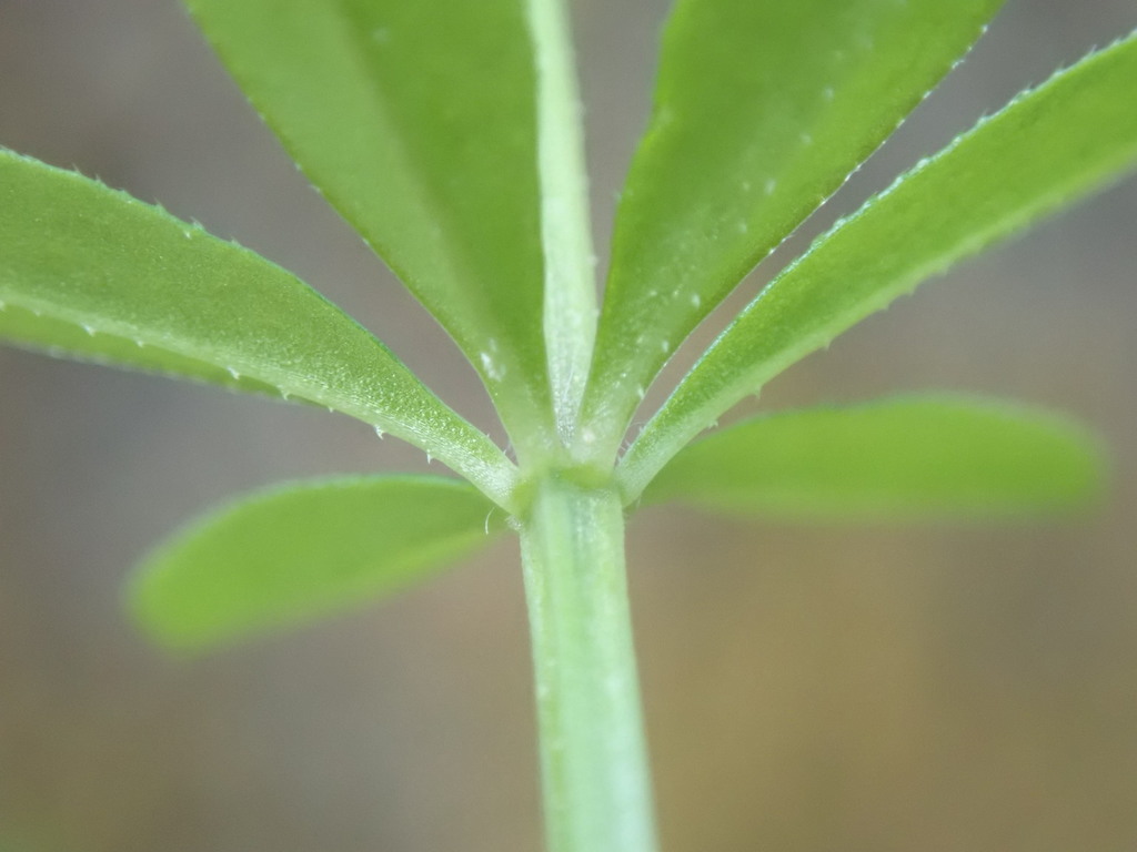 Galium triflorum (Sweet-scented bedstraw), native California vine