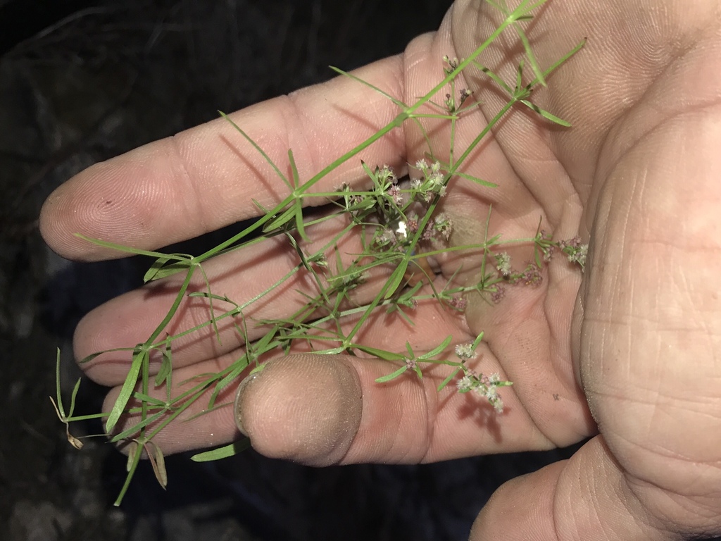 Galium wrightii (Wright's bedstraw), native California subshrub