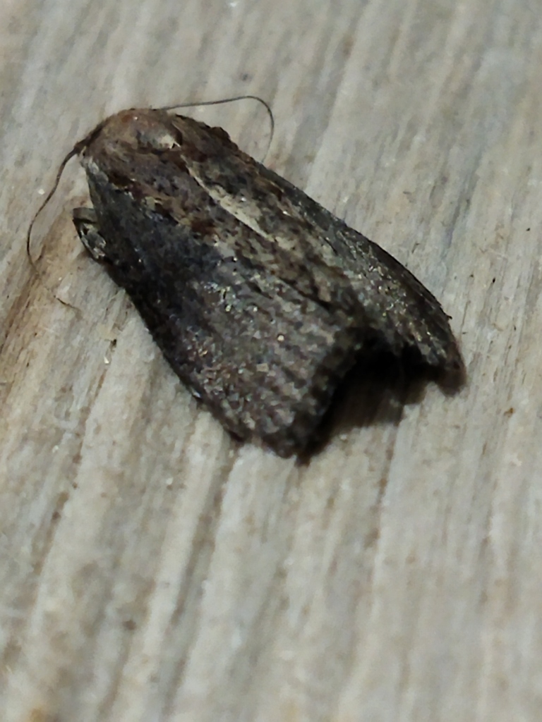 Galleria mellonella (Greater Wax Moth), California species