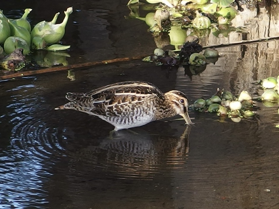 Gallinago delicata (Wilson's Snipe), California species