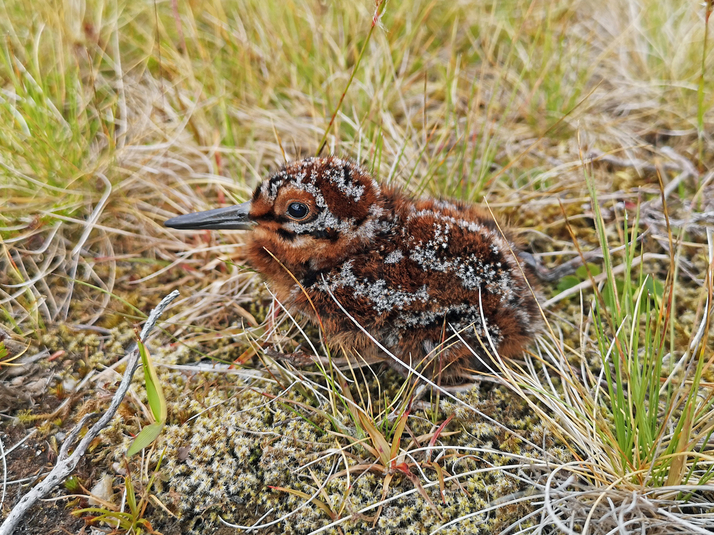 Gallinago gallinago (Common Snipe), California species