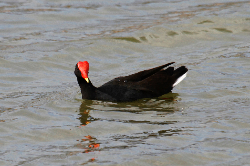 Gallinula galeata (Common Gallinule), California species