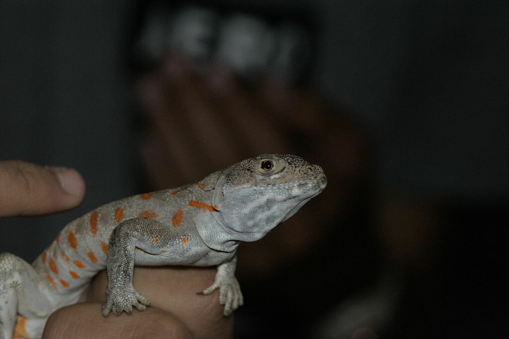 Gambelia copeii (Cope's Leopard Lizard), California species