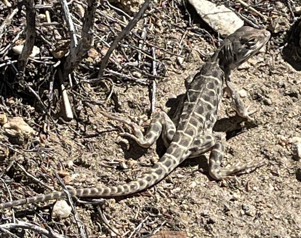 Gambelia wislizenii (Long-Nosed Leopard Lizard), California species
