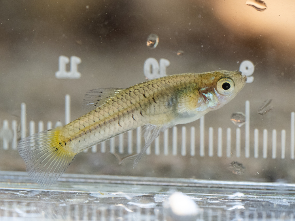 Gambusia afinis (Western mosquitofish), California species