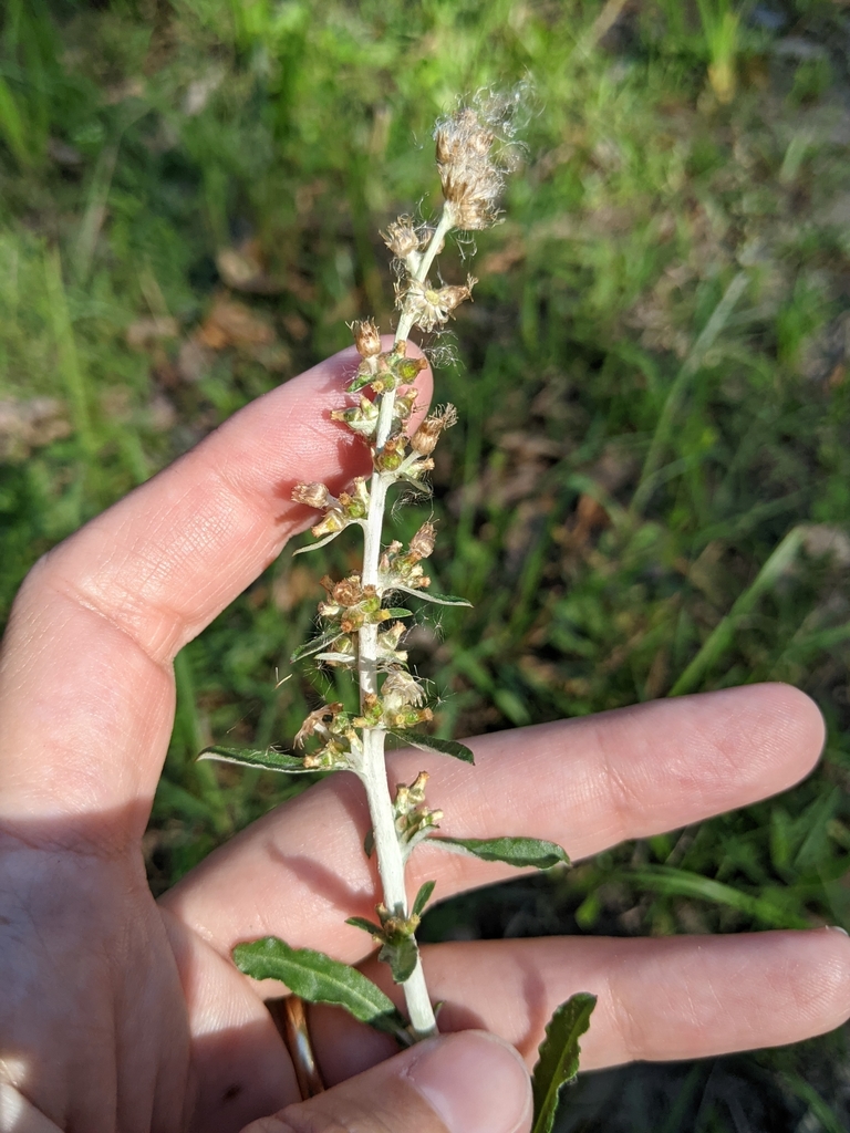 Gamochaeta argyrinea, non-native California herb