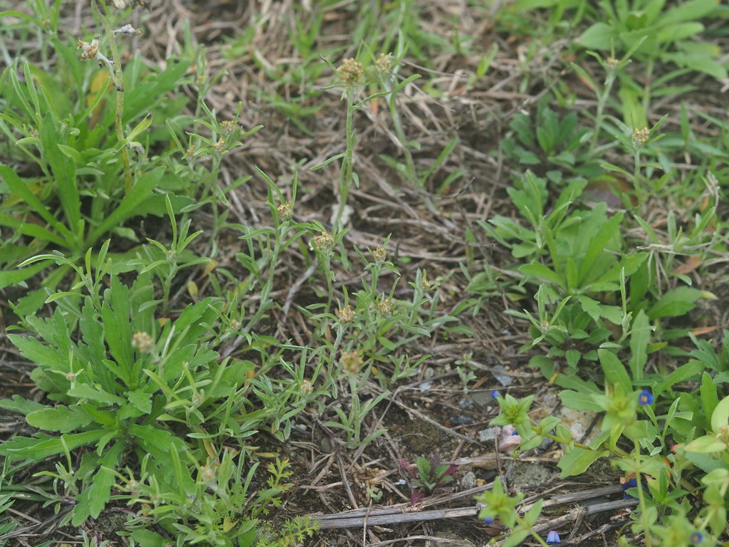 Gamochaeta calviceps (Narrowleaf purple everlasting), non-native California annual