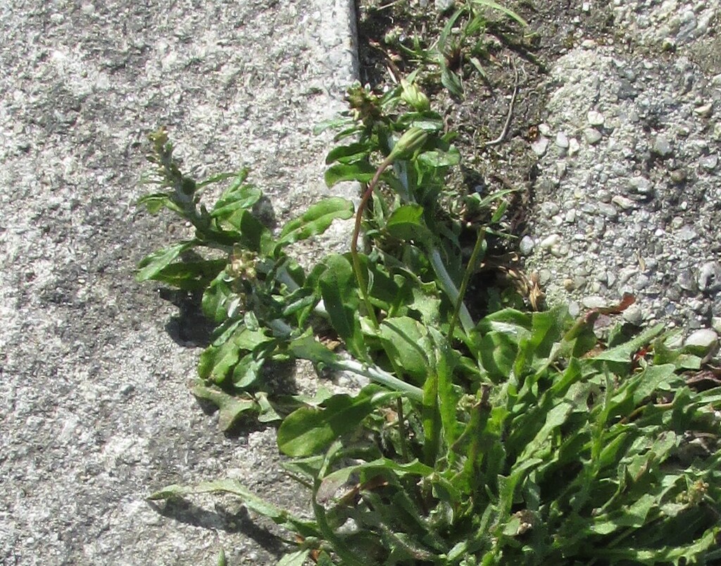 Gamochaeta coarctata (Gray everlasting), non-native California herb