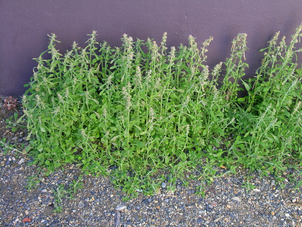 Gamochaeta pensylvanica (Pennsylvania everlasting), non-native California herb