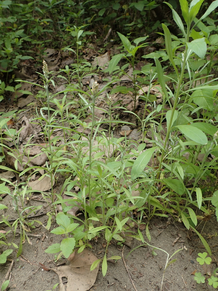 Gamochaeta sp. (Cudweed), non-native California perennial