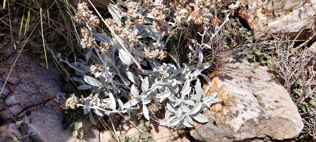 Gamochaeta stachydifolia, non-native California annual
