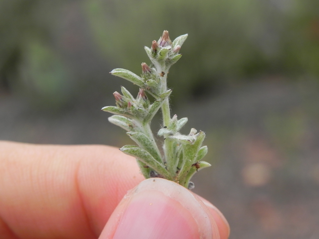 Gamochaeta stagnalis, non-native California annual