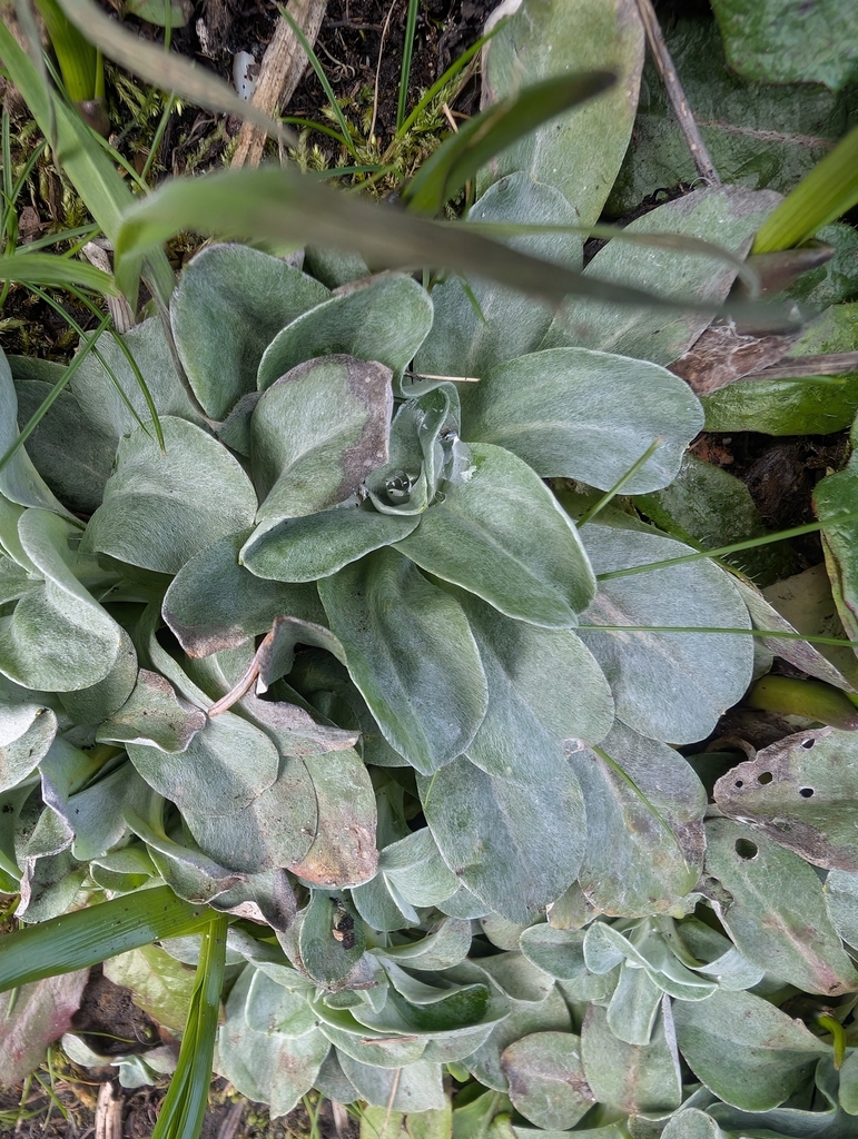 Gamochaeta ustulata (Featherweed), native California herb