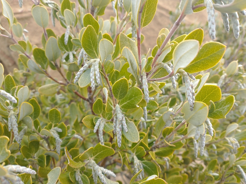Garrya buxifolia (Boxleaf silk tassel), native California shrub