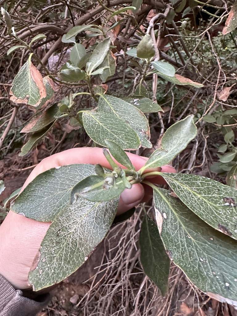 Garrya congdonii (Chaparral silktassel), native California shrub / tree