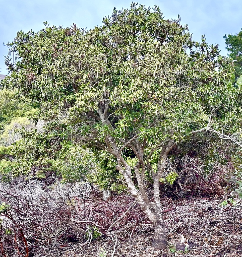 Garrya elliptica (Coast silk tassel), native California shrub / tree