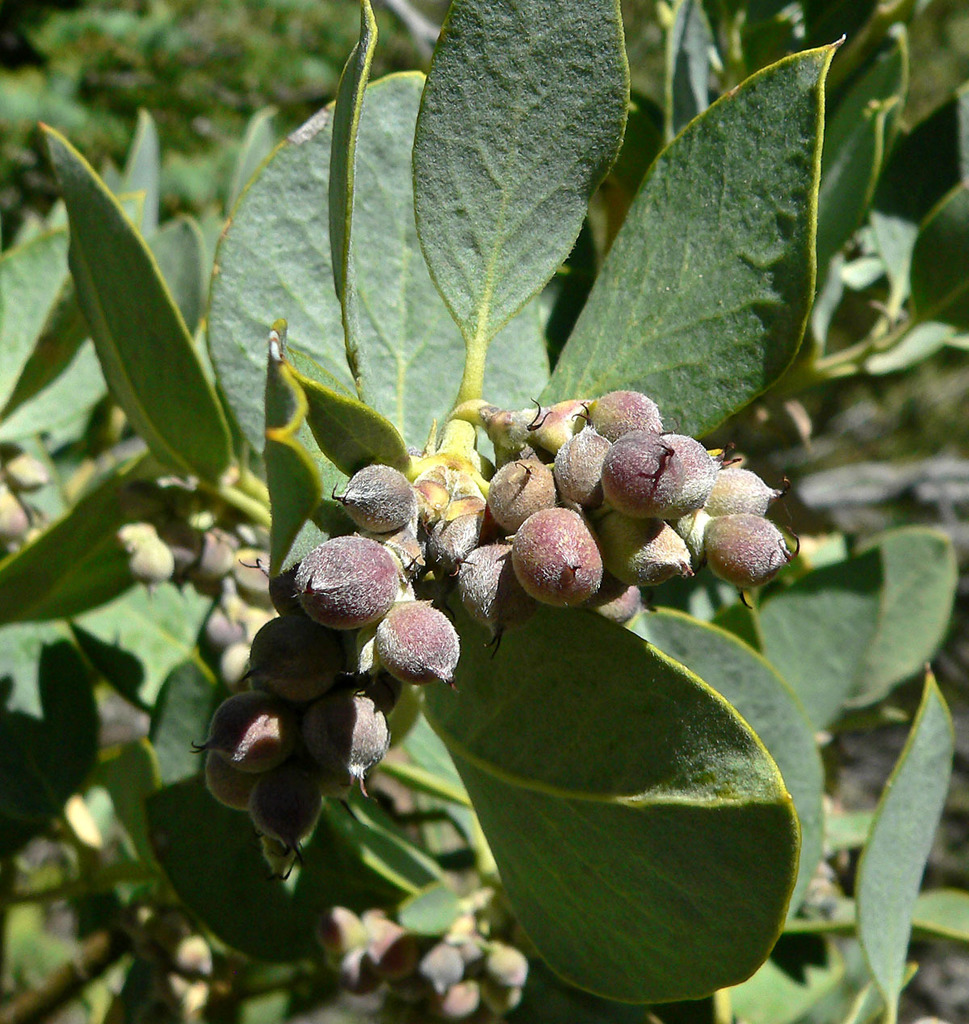Garrya flavescens (Ashy silk tassel), native California shrub / tree