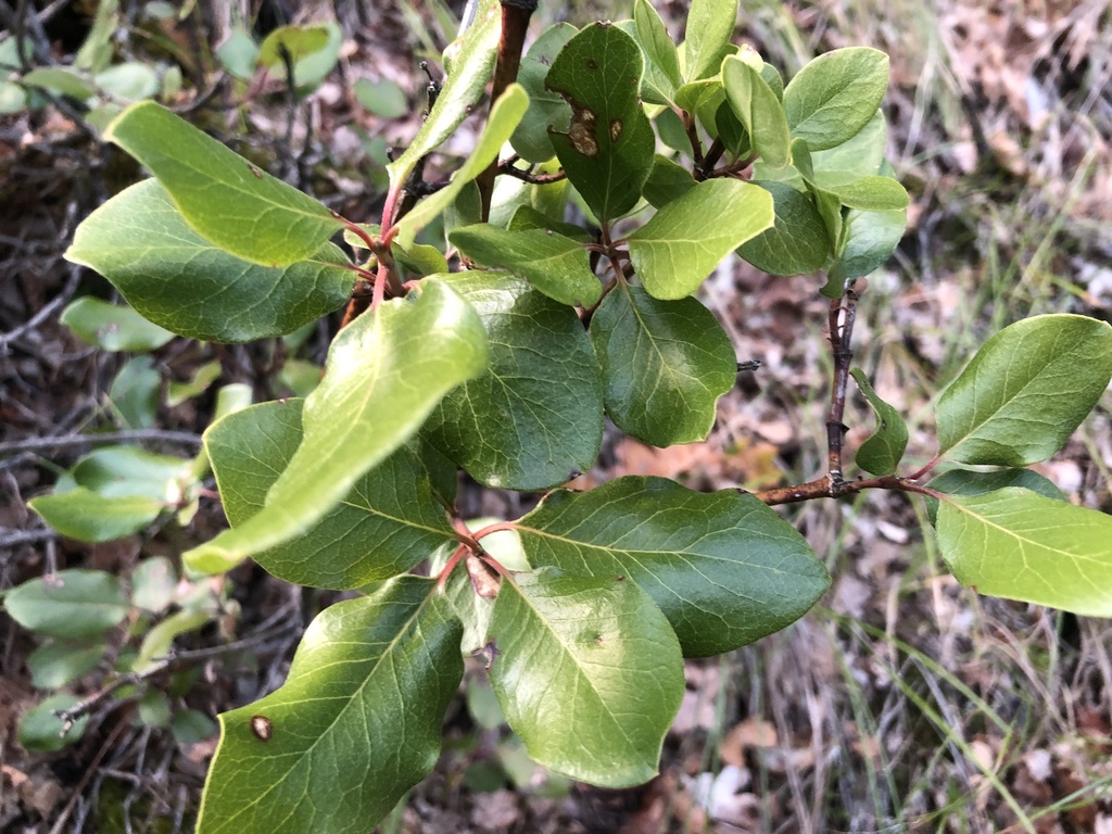 Garrya fremontii (Bearbrush), native California shrub / tree